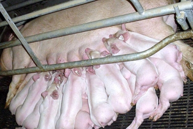 Nâng Cao Số Heo Con Sinh Ra